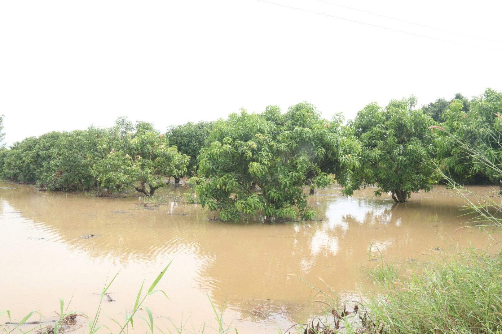 ฝนตกสะสม น้ำเทือกเขา ไหลบ่าท่วมขังขยายวงกว้าง นาข้าว-สวนมะม่วง เสียหาย