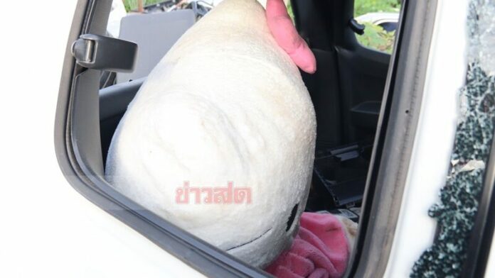 ตุ๊กตาผี