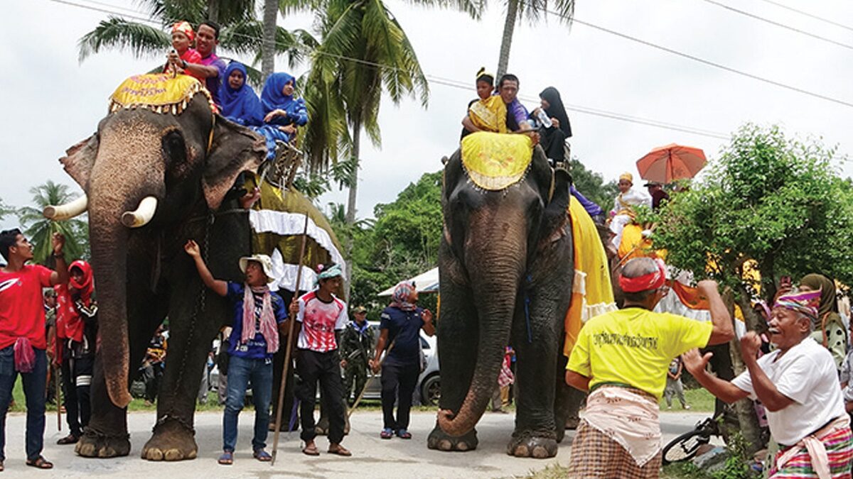 แห่ช้างสุดอลัง 22 เชือกเข้าสุหนัต ปัตตานี - ดร.ชาญณรงค์ ตระกูลสรณคมน์ แห่ช้างสุดอลัง 22 เชือกเข้าสุหนัต ปัตตานี - ดร.ชาญณรงค์ ตระกูลสรณคมน์