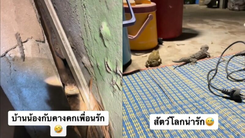 ตุ๊กแก