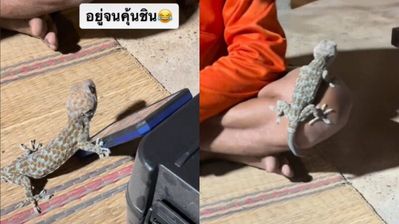 ตุ๊กแก