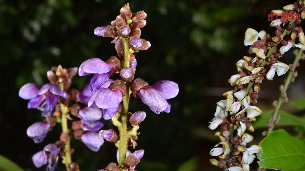 เฮ! ค้นพบ 2 พืชชนิดใหม่ของโลก "ม่วงราชสิริน-ซ่อนแก้ว" สกุลกระพี้จั่นไทย