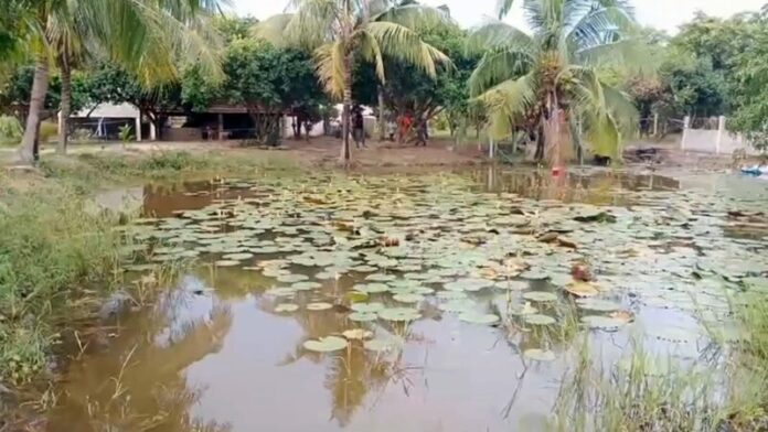 สระบัว