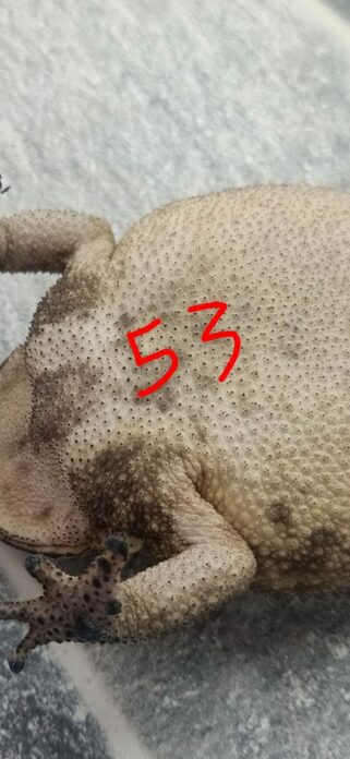 คางคก