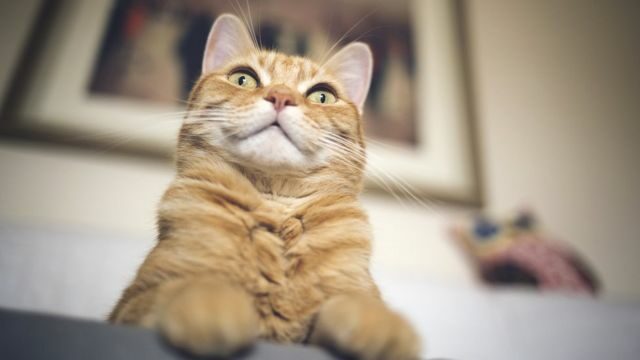 แมว