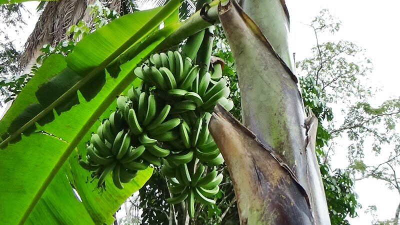 ฮือฮา ต้นกล้วยประหลาด โผล่กลางสวนหลังบ้านในพื้นที่ จ.สตูล เจ้าของ เผย ไม่เคยเห็นมาก่อน