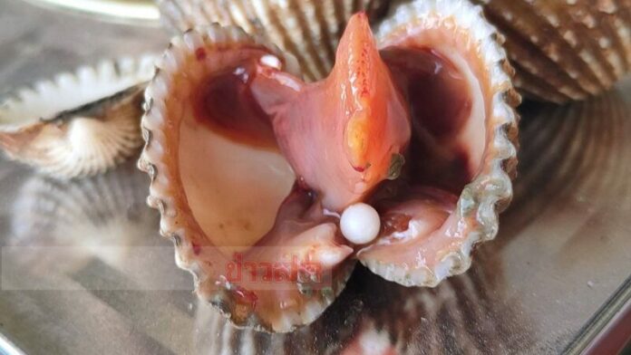 เจอไข่มุก