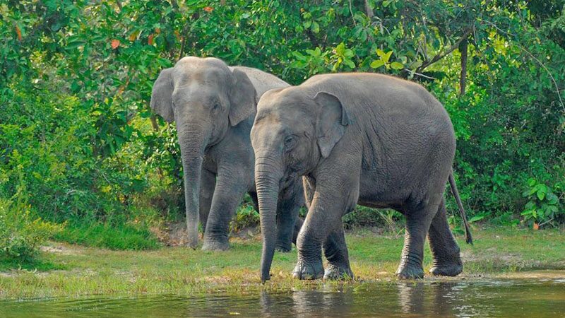 สั่งหยุด “ถางป่า” จี้ปลูกต้นไม้คืน 12,500 ไร่ที่ถางไปแล้ว