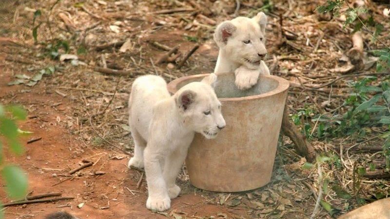 เร่งสอบเหตุ “สิงโตขย้ำ”