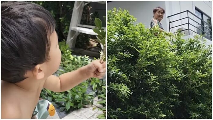 ชมพู่ ก่อนบ่ายฯ หัวใจจะวาย