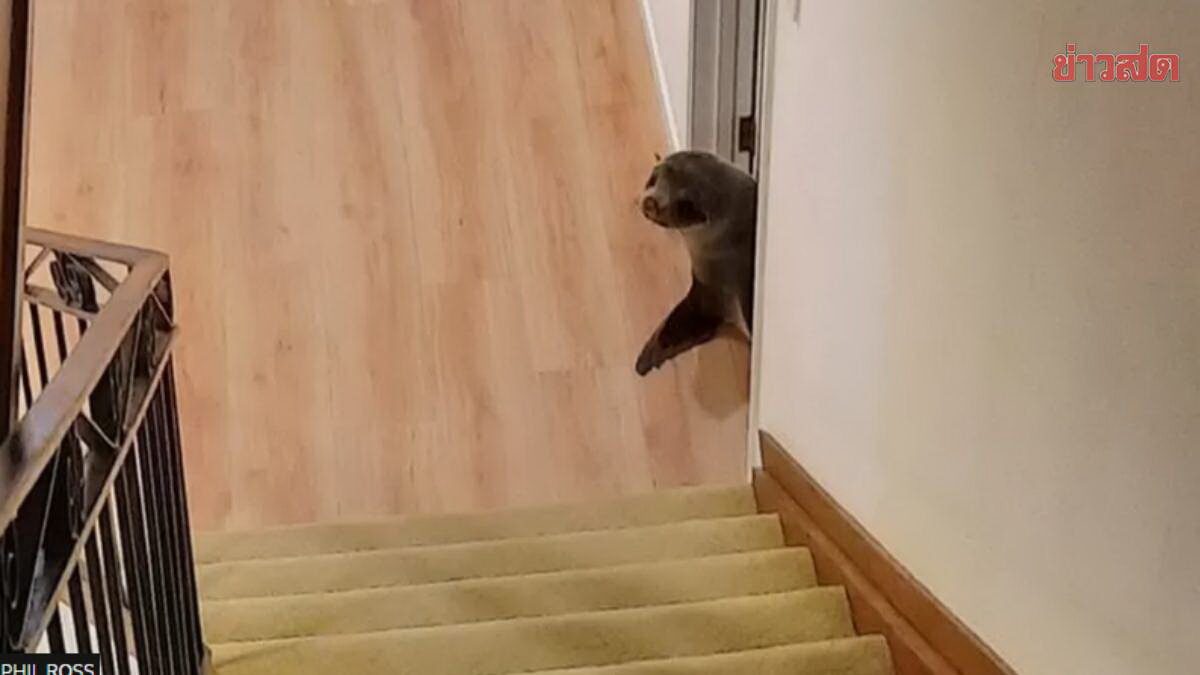 New Zealand seals sneak into the house Invade the Meow The host of biologists regrets that he