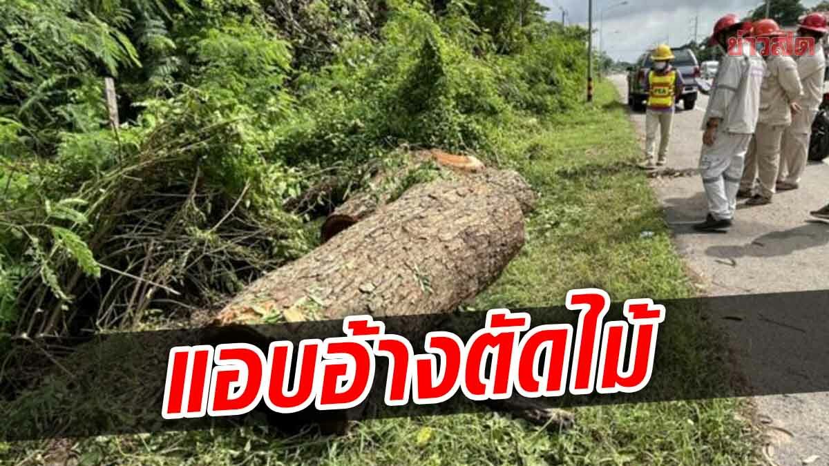 แก๊งมอดไม้สุดเหิม แอบอ้างชื่อหน่วยงานรัฐ ลอบตัดไม้ริมทาง เสียหายนับล้าน