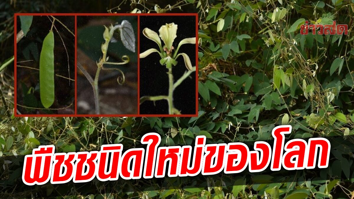 นักพฤษศาสตร์ไทย ค้นพบอีกพืชชนิดใหม่ของโลก “กำลังช้างเผือก”