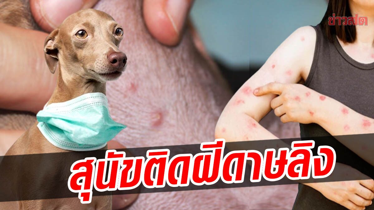 รายแรกของโลก! WHO เผย สุนัขติดเชื้อฝีดาษลิง จากเจ้าของ แสดงอาการภายใน 12 วัน