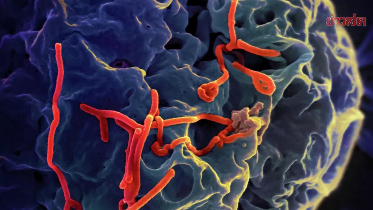 ยูกันดา ประกาศการระบาดของ "อีโบลา" หลังผู้ป่วยดับ 1 รายในประเทศ