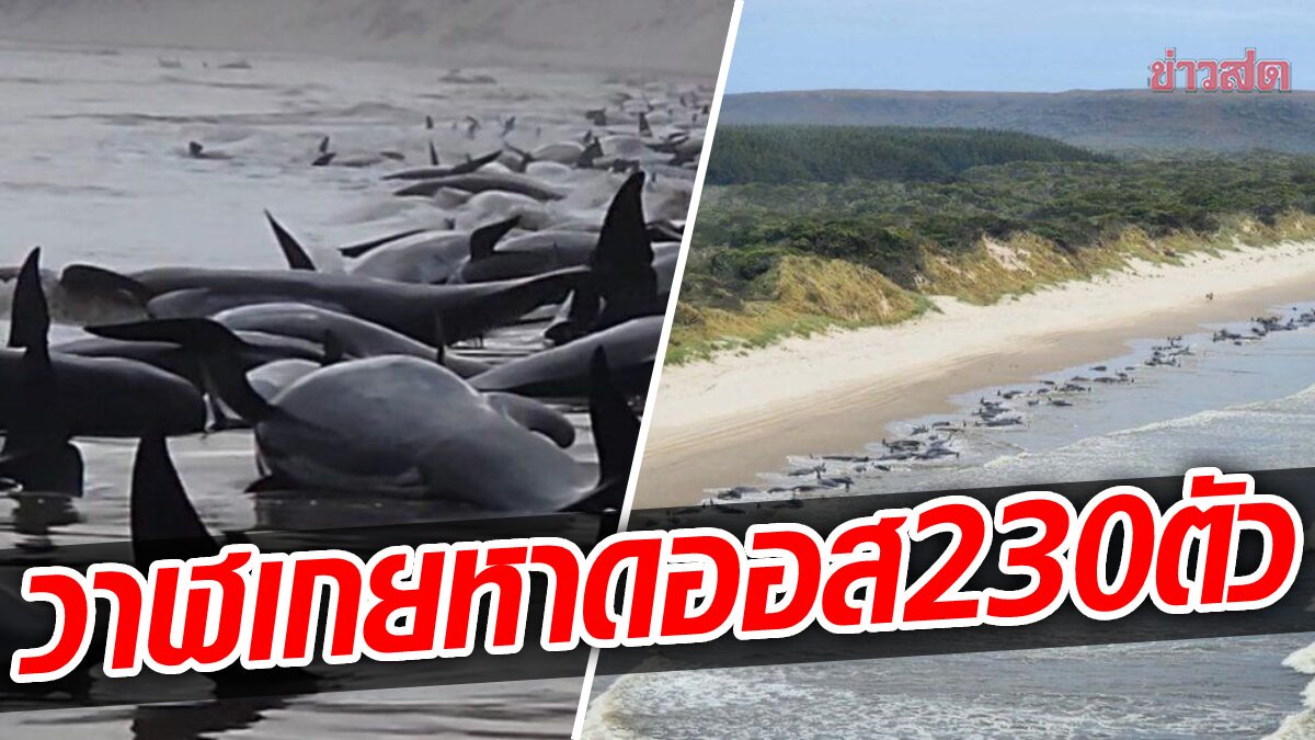 เกยหาดออสเตรเลียซ้ำ วาฬนำร่อง 230 ตัว ตายแล้วกว่าครึ่ง