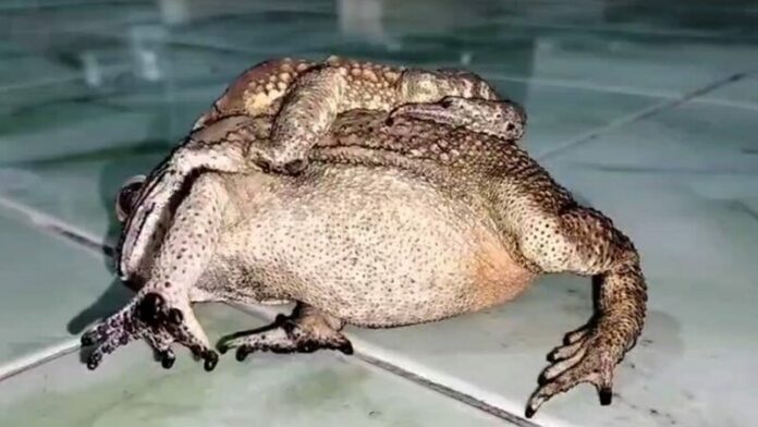 คางคกโผล่