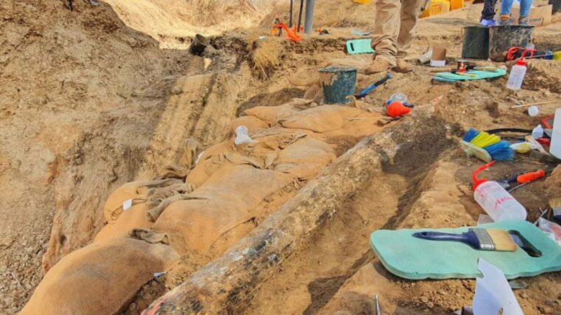 “พาเลโอโลโซดอน แอนทิคคัส” ยาว 2.5 เมตร-อายุ 500,000 ปี