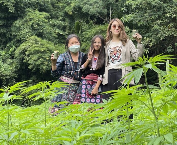 เชียร์ ฑิฆัมพร พาบุกไร่กัญชง