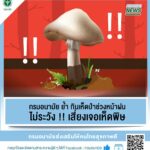 กรมอนามัย ย้ำ กินเห็ดป่าช่วงหน้าฝน ไม่ระวังเสี่ยงเจอเห็ดพิษ