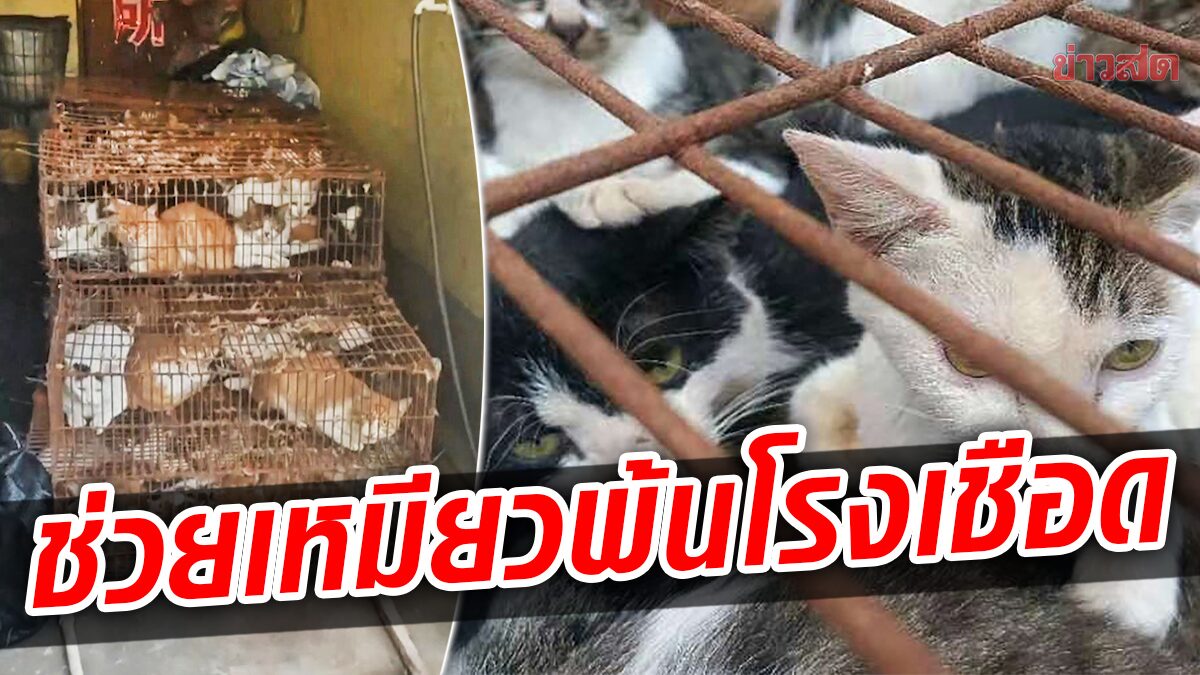 ตำรวจช่วยแมว 150 ตัว “พ้นเขียง” สุดช็อกแก๊งจีนใช้นกเป็นๆ ล่อจับเหมียว
