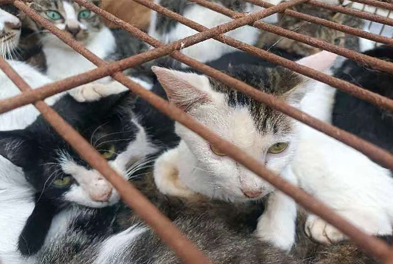 150 ตัว “พ้นเขียง” สุดช็อกแก๊งจีนใช้นกเป็นๆ ล่อจับเหมียว