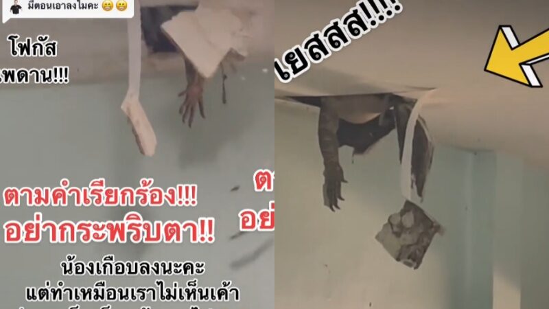 ตัวเงินตัวทองบนฝ้า