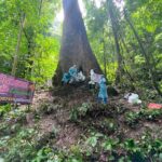 กรมอุทยานฯ ตรวจต้นช้าม่วง100ปี กันพื้นที่ห้ามเข้า หลังพบเชื้อจากมูลค้างคาวเข้าปอด