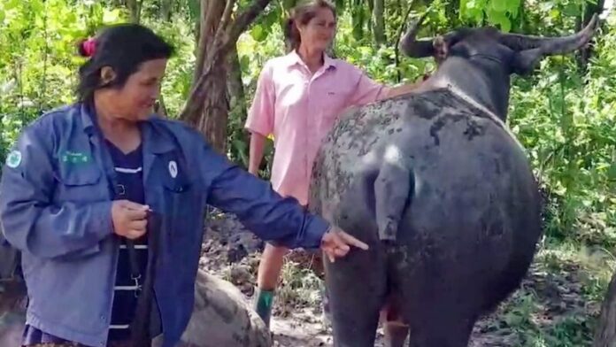 หางกุด