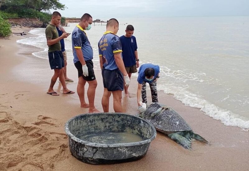 เปิดผลชันสูตรซากแม่ เต่าตนุ วัย 20 ปี พบ ตะปู-หมุดจากระทง-พลาสติก อุดตันในลำไส้
