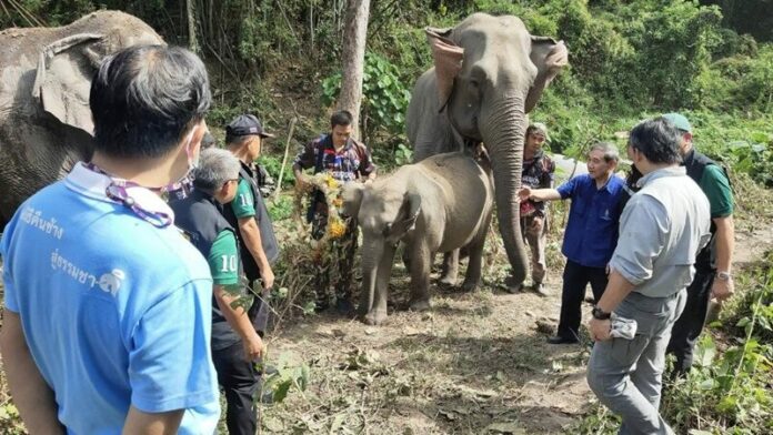 ลูกช้าง