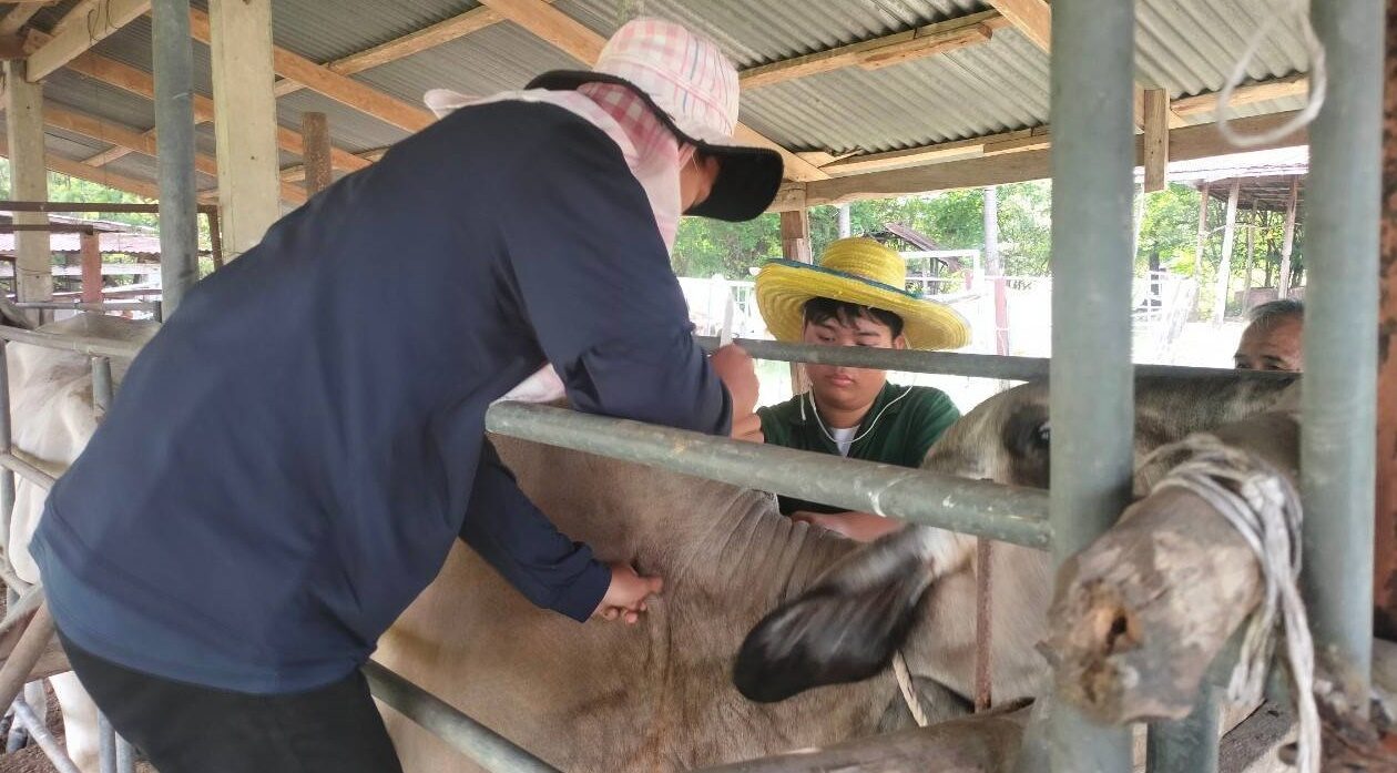 ปศุสัตว์ เร่งฉีดวัคซีนป้องกัน สัตว์ติดเชื้อ โรค ปาก เท้า เปื่อย หวั่นเกษตรกรเสียหาย