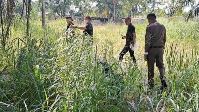 ป่า