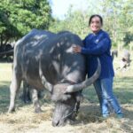 มูลนิธิเจริญโภคภัณฑ์ ชวนร่วมไถ่ชีวิตโค-กระบือถวายเป็นพระราชกุศล มอบชีวิตใหม่โค-กระบือ ต่อยอดอาชีพให้เกษตรกร