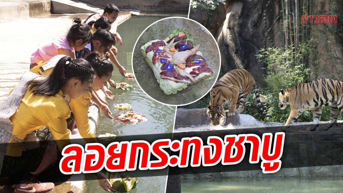 สวนสัตว์ขอนแก่น จัดกระทงชาบู ลอยไปให้น้องเสือกิน ต้อนรับเทศกาล