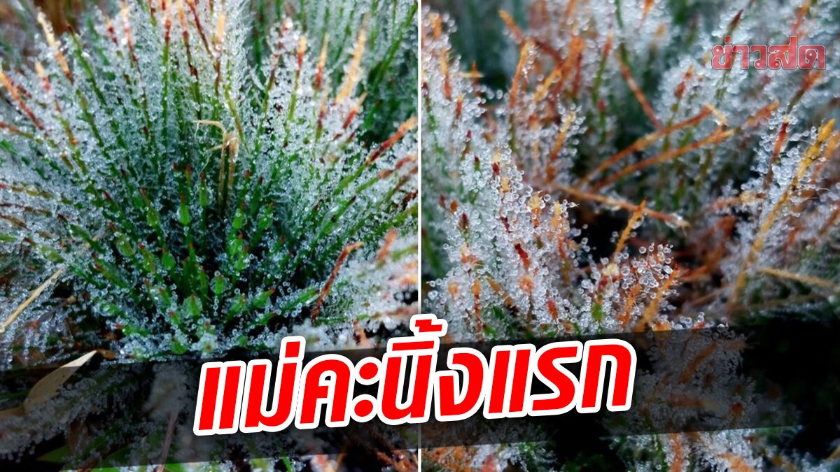 โผล่แล้ว! แม่คะนิ้งแรก บนยอดภูกระดึง คาดอุณหภูมิลดลง อาจเกิดน้ำค้างแข็งอีกเร็วๆ นี้