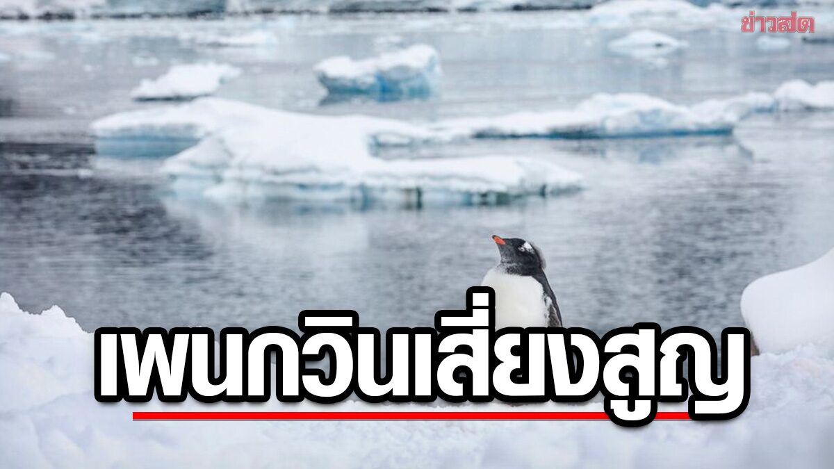 นักวิจัยชี้พืชและสัตว์ใน “แอนตาร์กติกา” อาจสูญหายกว่าครึ่ง “เพนกวิน” เสี่ยงที่สุด