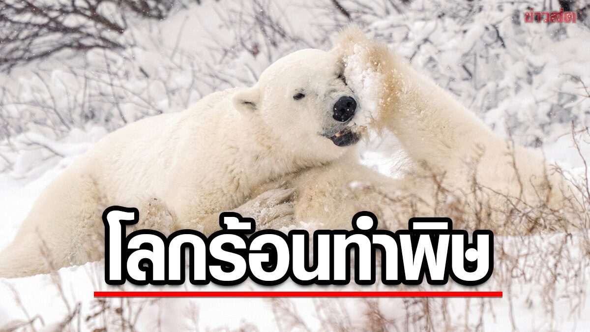 ผลสำรวจชี้ “หมีขั้วโลก” ในแคนาดาลดฮวบเพราะ “โลกร้อน” หวั่นสูญพันธุ์