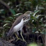 เครือซีพี-สมาคมอนุรักษ์นกฯ จัดกิจกรรมชวนชมนก ‘CP Bird Walk’ ครั้งที่ 3 ส่งท้ายปีที่ มุ่งปลูกฝังค่านิยมการอนุรักษ์ธรรมชาติ