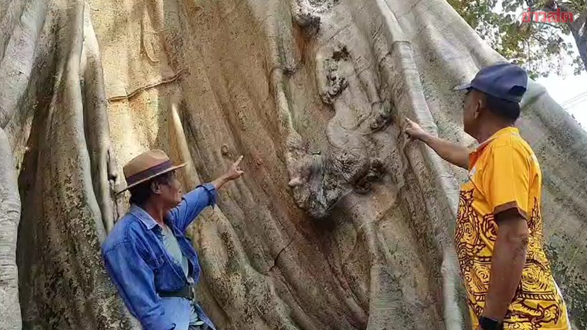 ชาวบ้านแห่ไหว้ เศียรพระพิฆเนศ กลางต้นเรืองโบราณ 500 ปี เชื่อให้โชคลาภ