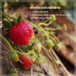 สตรอว์เบอร์รีพรีเมียม ดอยคำ สดจากเกษตรกรพื้นที่สูงเฉพาะฤดูกาลนี้ เท่านั้น