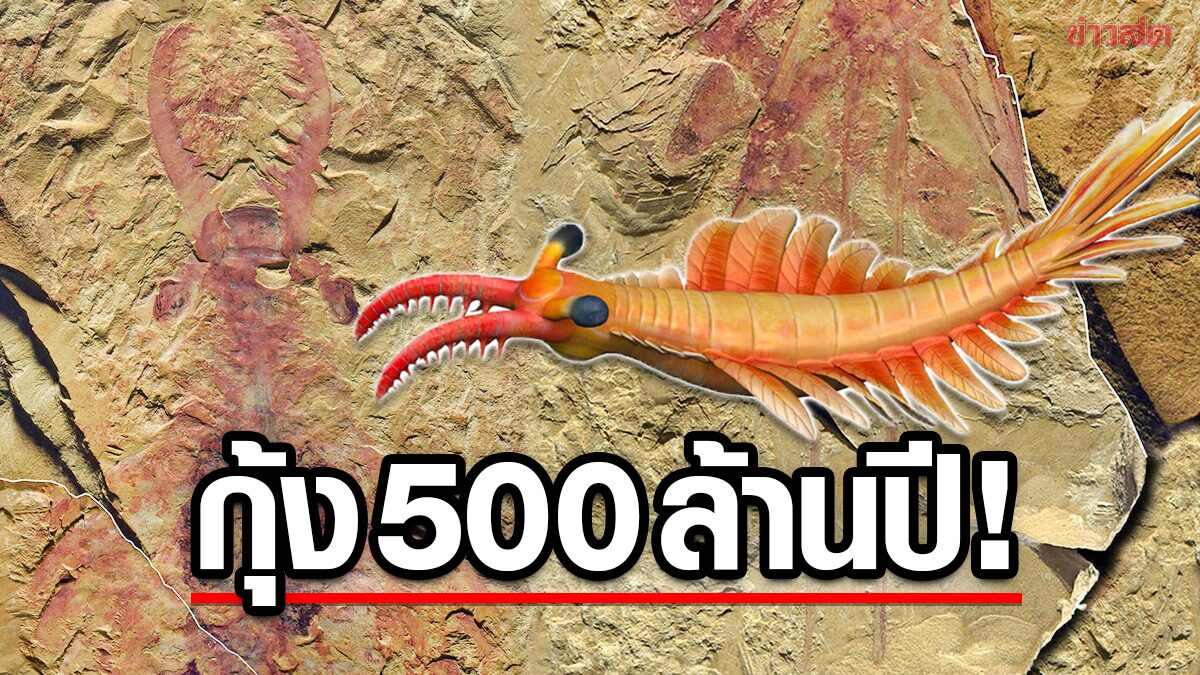 นักวิทย์เผย “ฟอสซิลกุ้ง”  ในยูนนานเป็น “สายพันธุ์ใหม่” อายุเก่าแก่ 518 ล้านปี!