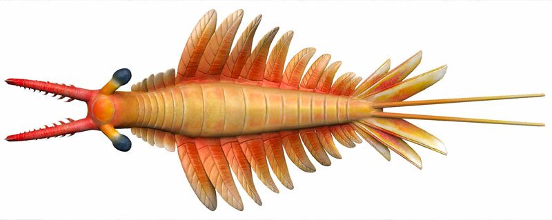 นักวิทย์เผย “ฟอสซิลกุ้ง”