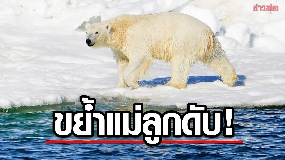 สองแม่ลูกถูก “หมีขั้วโลกขย้ำดับ” ผู้เชี่ยวชาญชี้ “โลกร้อน” อาจเป็นต้นเหตุ