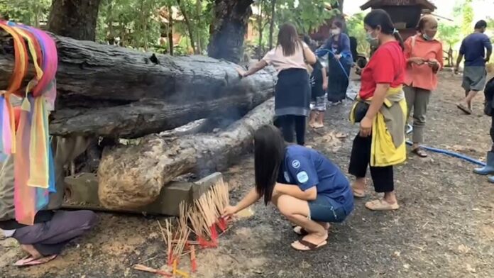 ตะเคียน100ปี