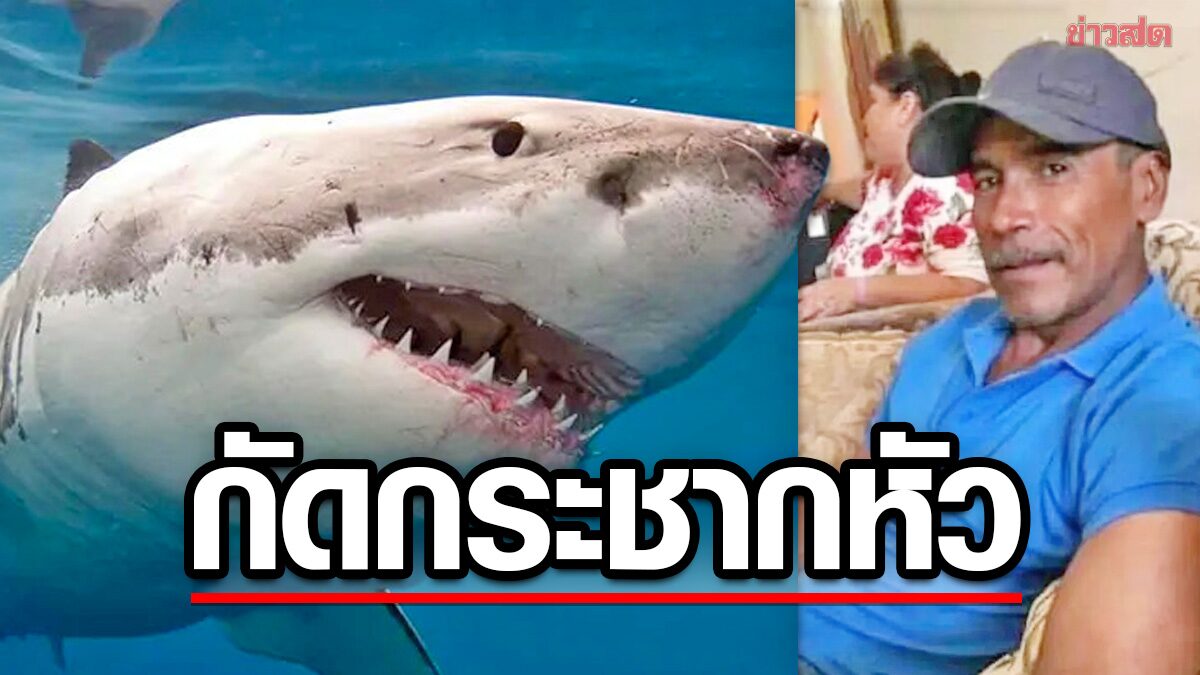 เตือนภัย “ฉลามขาว” กัดกระชากหัวนักดำน้ำ แนะอย่าใส่ชุดเข้ม-ทำสับสนกับแมวน้ำ