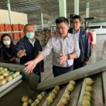 กรมการค้าภายใน จับมือเครือข่ายพันธมิตรขับเคลื่อน “อมก๋อยโมเดล” รับซื้อพืช 3 หัว ดันราคาสูงตั้งแต่ต้นฤดูกาล