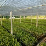 ถอดรหัส “DITTO” รุกธุรกิจ “Carbon Credit”