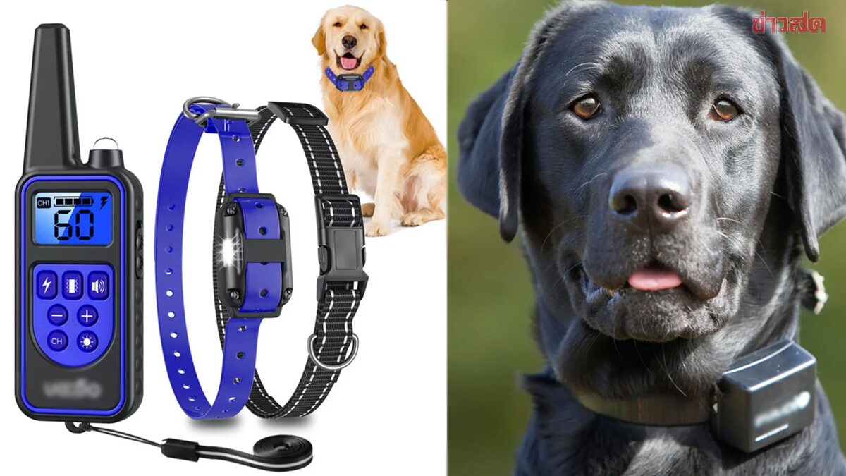 รู้จัก ปลอกคอกันเห่า แบบช็อตไฟฟ้า สั่งงานได้ด้วยรีโมตจากระยะ