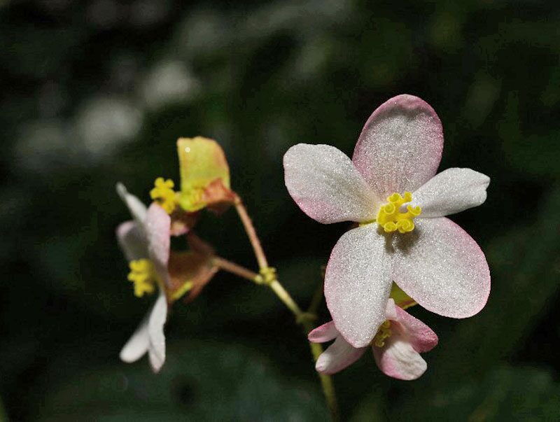 ตะลึงพบ “บีโกเนีย”